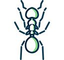 House Ants