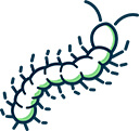 Centipedes