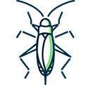 House Crickets