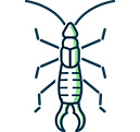 Earwigs