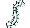 Millipedes