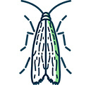 Clothes Moths