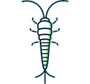Silverfish