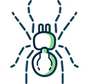 Spiders