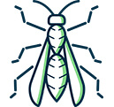 Paper Wasps